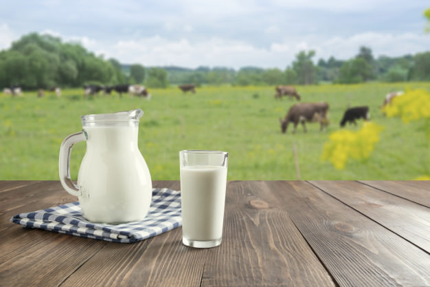Uống sữa bò tăng cân không?
