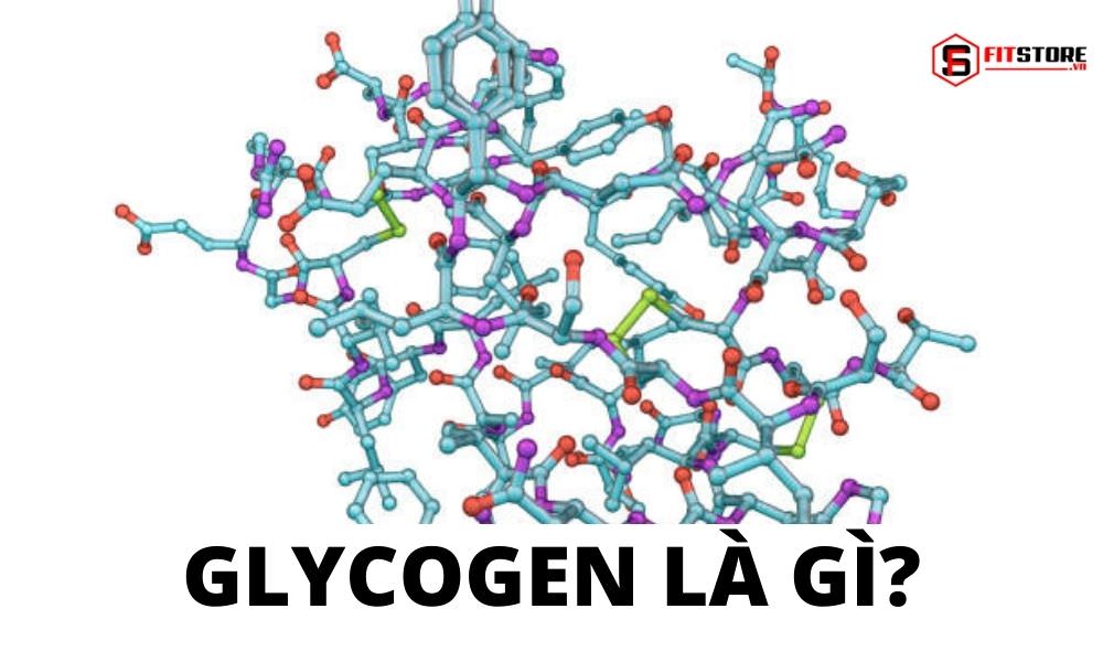 Glycogen là gì?